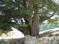Cedro del Libano Badia a Coltibuono