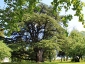 Cedro del Libano di Villa Paolucci-Merlini a Forlimpopoli FC foto 2