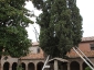 cipresso-san-francesco-02