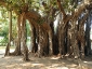 Alberi monumentali, Ficus macrophylla Piazza Marina Palermo-01