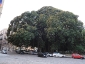 Alberi monumentali, Ficus macrophylla Piazza Marina Palermo-02