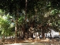 Alberi monumentali, Ficus macrophylla Piazza Marina Palermo-04