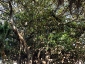 Alberi monumentali, Ficus macrophylla Piazza Marina Palermo-06