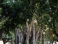 Alberi monumentali, Ficus macrophylla Piazza Marina Palermo-08