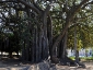 Alberi monumentali, Ficus macrophylla Piazza Marina Palermo-09