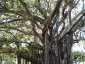 Alberi monumentali, Ficus macrophylla Piazza Marina Palermo-10