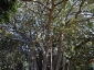 Alberi monumentali, Ficus macrophylla Piazza Marina Palermo-11