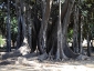 Alberi monumentali, Ficus macrophylla Piazza Marina Palermo-12