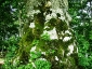 Faggi-di-Canfaito-06