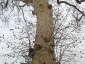 platani-castellanza-03