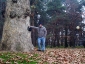 platani-castellanza-04