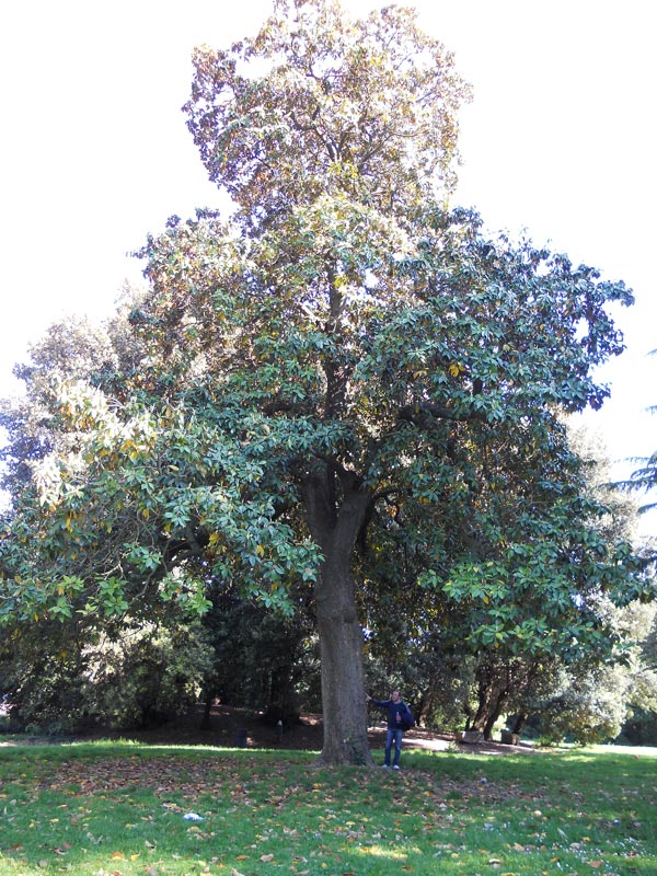 Magnolia-grandiflora-capodimonte-na-01.j