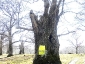 il-castagno-di-Canepina-VT-10
