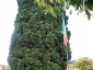 cipresso-orta-san-giulio-no-02