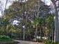 ficus-macrophylla-giardino-bellini-catania-02