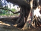 ficus-macrophylla-giardino-bellini-catania-04