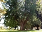 ginkgo-biloba-villa-paolucci-forlimpopoli-02