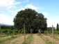 leccio-poggio-amaro-02