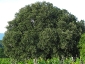 leccio-poggio-amaro-03