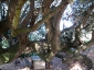 leccio-poggio-amaro-05
