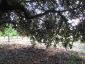 leccio-poggio-amaro-10