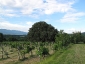 leccio-poggio-amaro-12