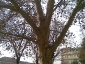 platano-piazza-cavour-torino-01