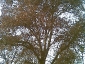 platano-piazza-cavour-torino-02
