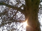 platano-piazza-cavour-torino-04