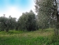 l\'Olivo della Strega a Magliano in Toscana (Gr)-01