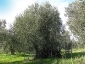 l\'Olivo della Strega a Magliano in Toscana (Gr)-02