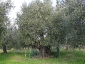 l\'Olivo della Strega a Magliano in Toscana (Gr)-03