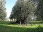 l\'Olivo della Strega a Magliano in Toscana (Gr)-04