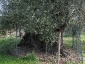 l\'Olivo della Strega a Magliano in Toscana (Gr)-05