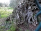 l\'Olivo della Strega a Magliano in Toscana (Gr)-06