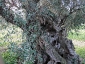 l\'Olivo della Strega a Magliano in Toscana (Gr)-07