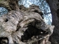 l\'Olivo della Strega a Magliano in Toscana (Gr)-08