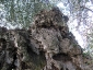 l\'Olivo della Strega a Magliano in Toscana (Gr)-09