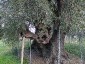 l\'Olivo della Strega a Magliano in Toscana (Gr)-10