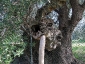 l\'Olivo della Strega a Magliano in Toscana (Gr)-11