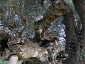 l\'Olivo della Strega a Magliano in Toscana (Gr)-12