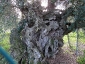 l\'Olivo della Strega a Magliano in Toscana (Gr)-13