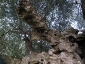 l\'Olivo della Strega a Magliano in Toscana (Gr)-14