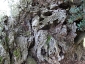 l\'Olivo della Strega a Magliano in Toscana (Gr)-15