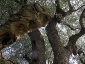 l\'Olivo della Strega a Magliano in Toscana (Gr)-16