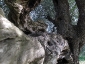 l\'Olivo della Strega a Magliano in Toscana (Gr)-17