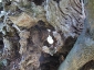 l\'Olivo della Strega a Magliano in Toscana (Gr)-18