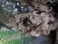 l\'Olivo della Strega a Magliano in Toscana (Gr)-19