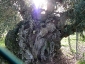 l\'Olivo della Strega a Magliano in Toscana (Gr)-20