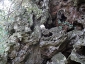 l\'Olivo della Strega a Magliano in Toscana (Gr)-21